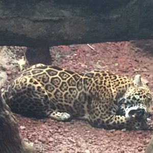 The Jaguars were so regal and really big!