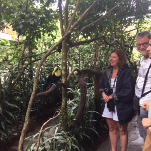You can feed the Toucans, they are very well behaved